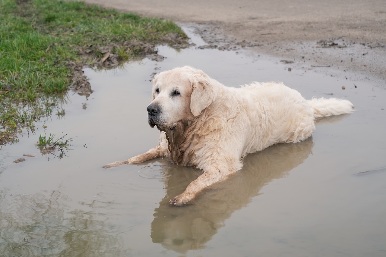 Golden retreiver in plas water